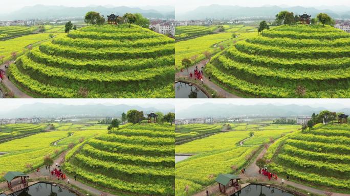 东阳湖溪象田油菜花海风光4K航拍