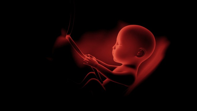 胎儿动画孕晚期胎心胎芽视频素材