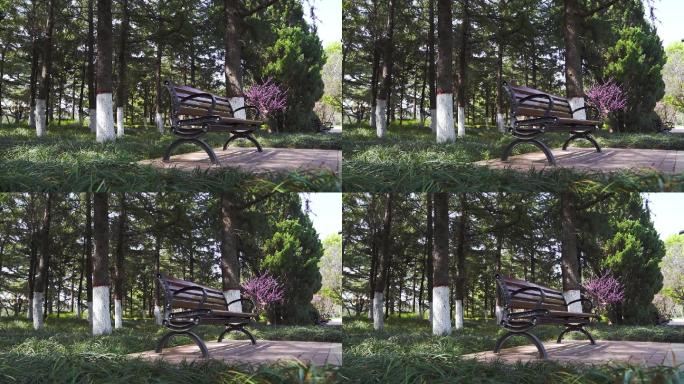 【原创】4K·公园树下的长椅B