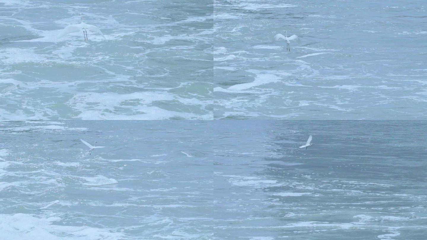 白鹭飞翔于水面上