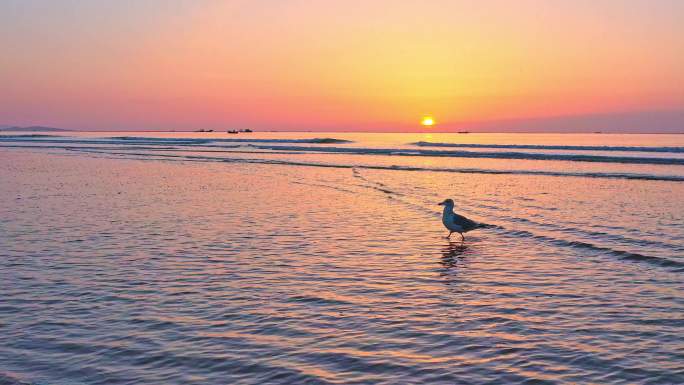 大海清晨野生海鸥