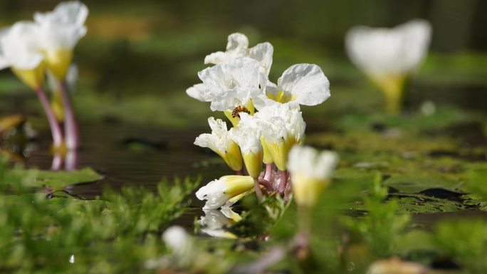 水菜花延时开花