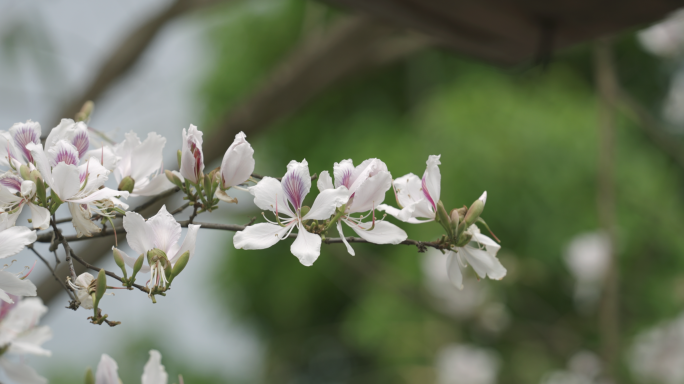 【4K】白花洋紫荆，白花羊蹄甲，老白花皮