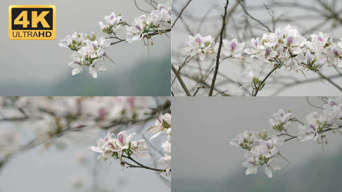 【4K】白花洋紫荆，白花羊蹄甲，老白花皮