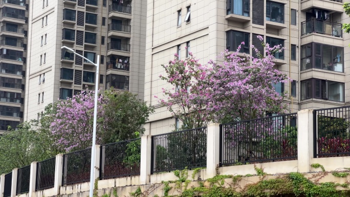 南宁绿地中央广场住宅小区紫荆花花开了