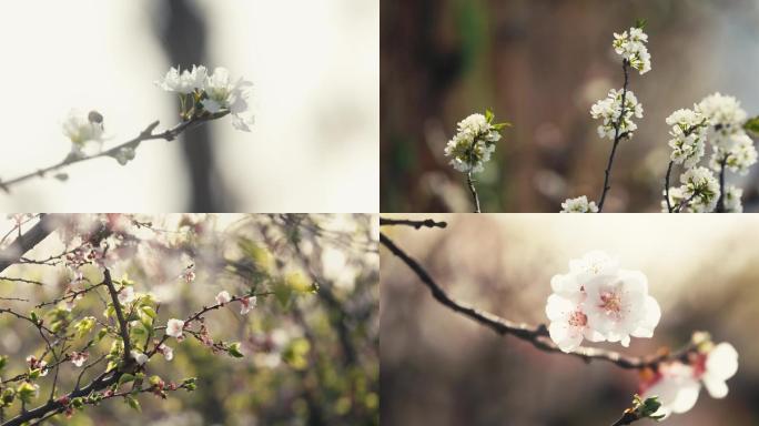 春天 梨花