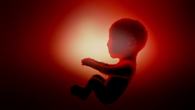 胎儿动画胎心胎芽视频素材孕晚期