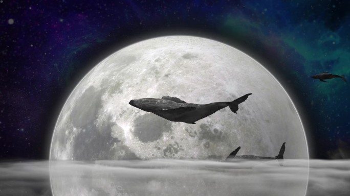唯美鲸鱼游过月亮