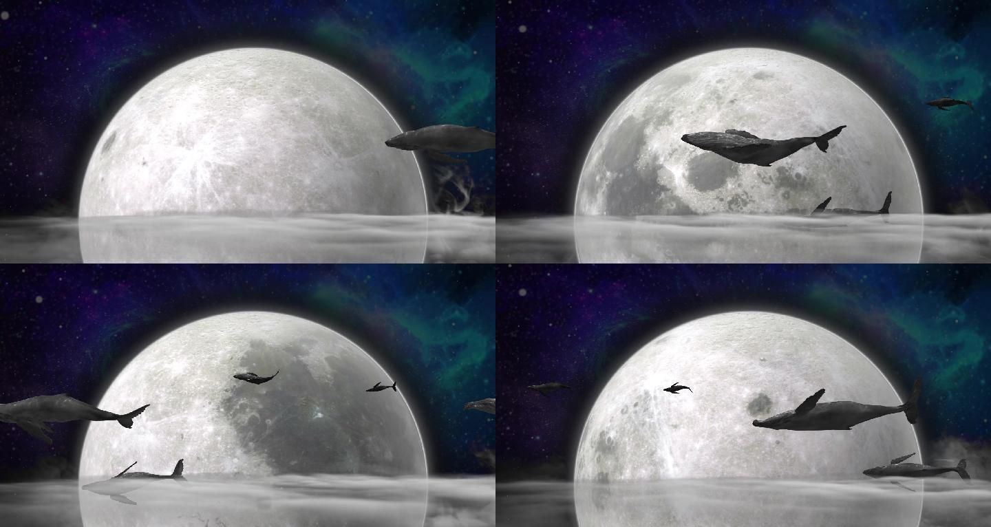 唯美鲸鱼游过月亮