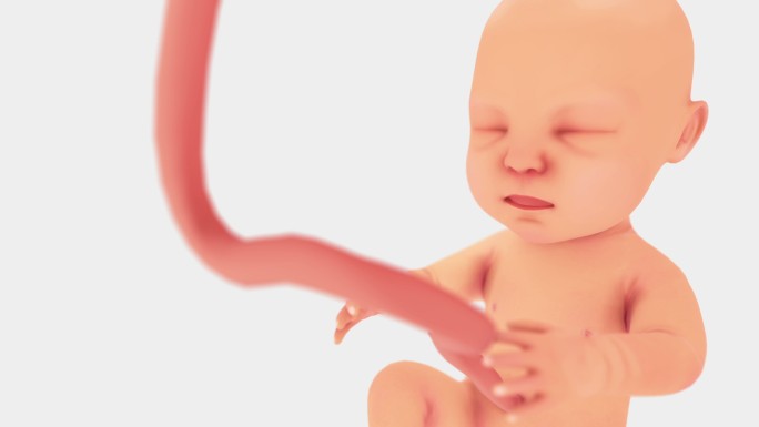 未出生的婴儿动画3D