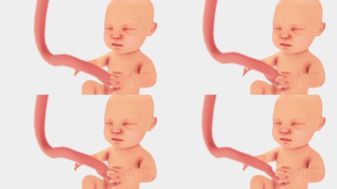 未出生的婴儿动画3D