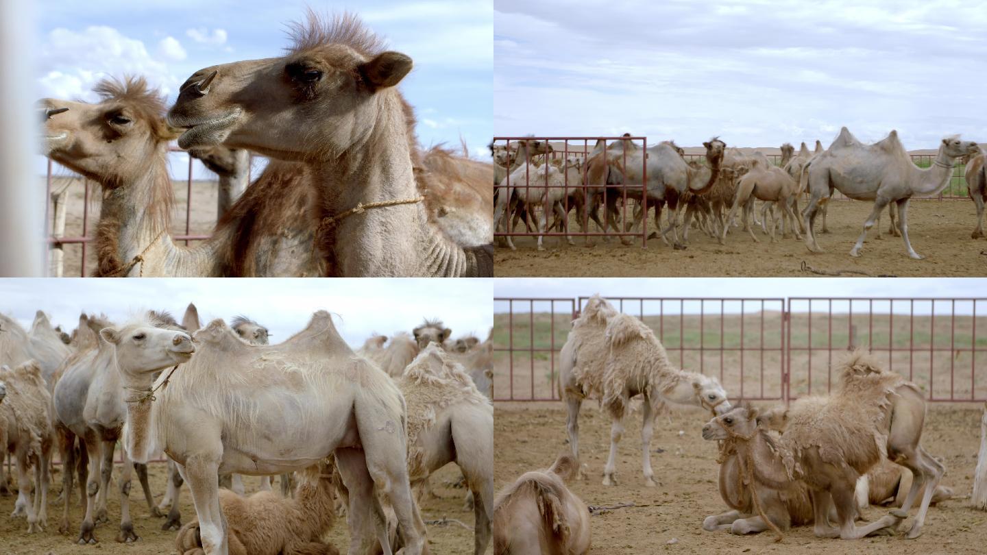 【原创】4K内蒙乌拉特后旗骆驼群野骆驼