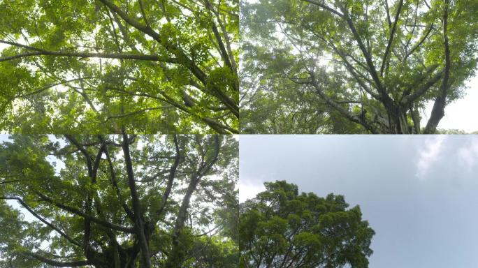 参天大树绿色环保自然百年树木阳光意境未来