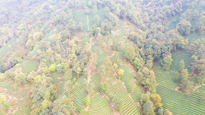 杭州西湖梅家坞茶园茶山