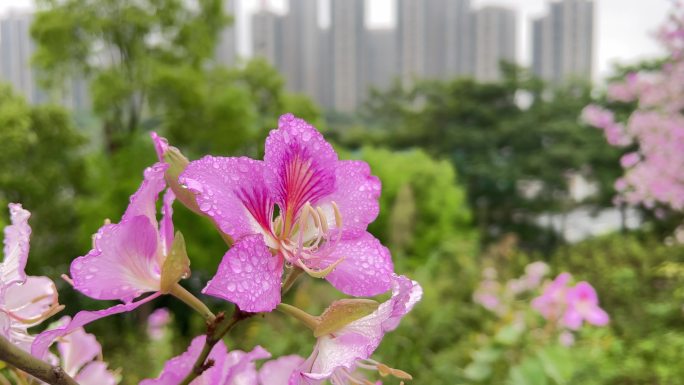 带雨滴的红花羊蹄甲特写拍摄