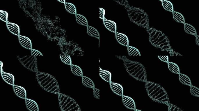 断裂的DNA结构分子DNA螺旋结构动画视