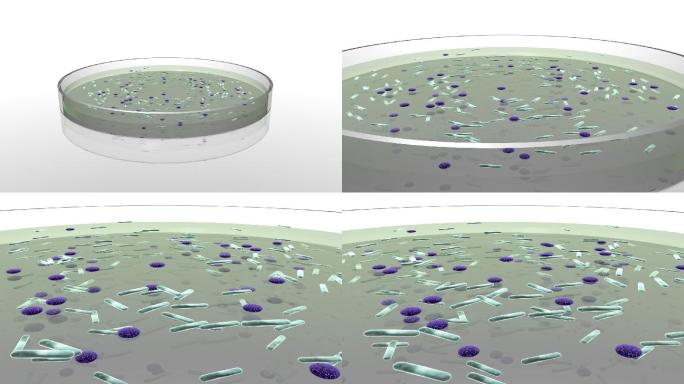 皮氏培养皿特效视频