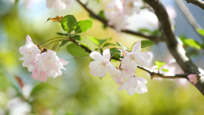 4K垂丝海棠，蜜蜂采花，春天气息，小清新