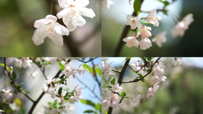 4K垂丝海棠，蜜蜂采花，春天气息，小清新
