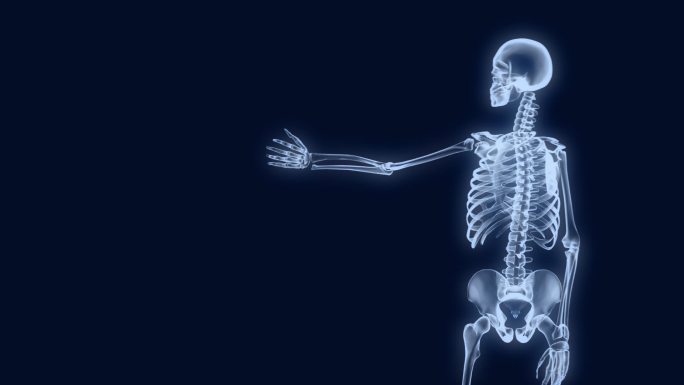 人体骨架3D元素栏目