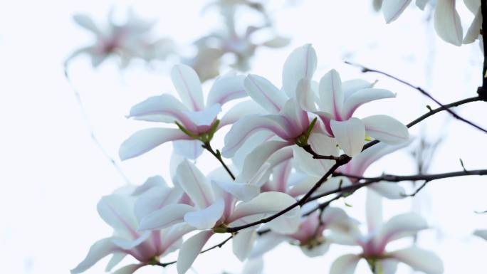 春天广玉兰 地产花朵