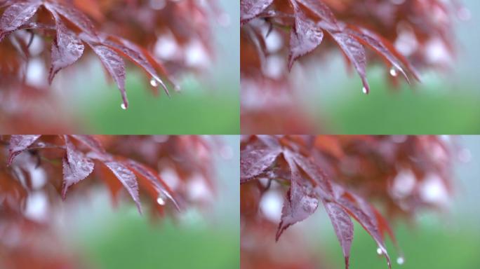 雨中枫叶