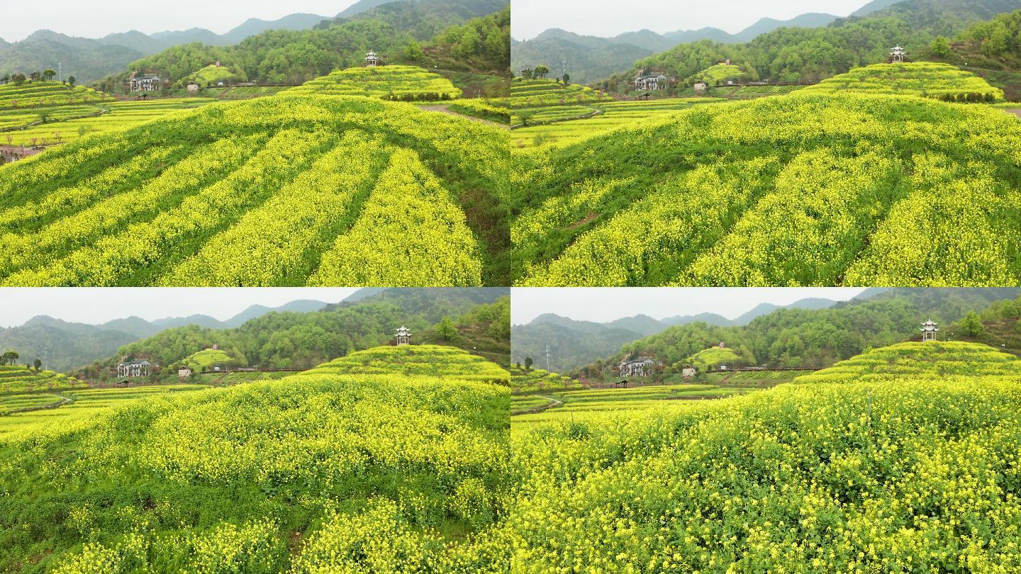 东阳湖溪象田油菜花海风光4K航拍