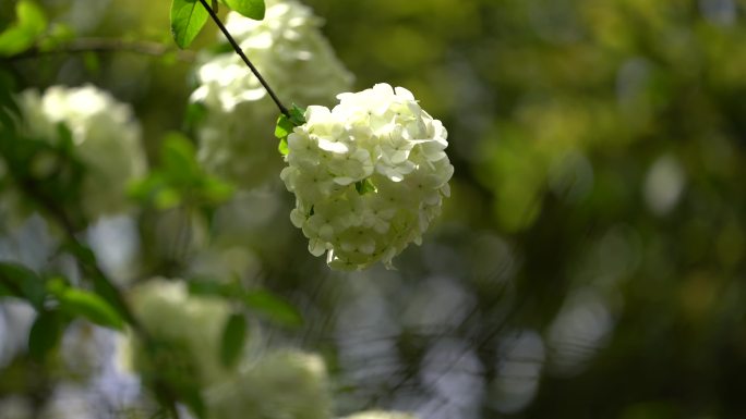 江南浙江江苏园林春天绣球花木绣球春暖花开