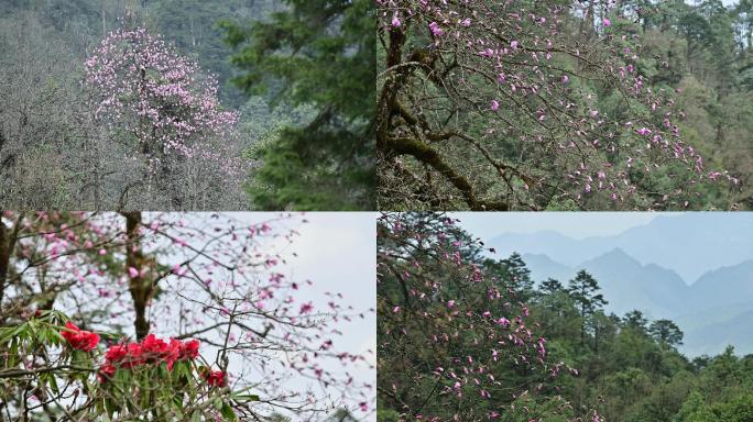 原始森林野生辛夷花娇艳绽放