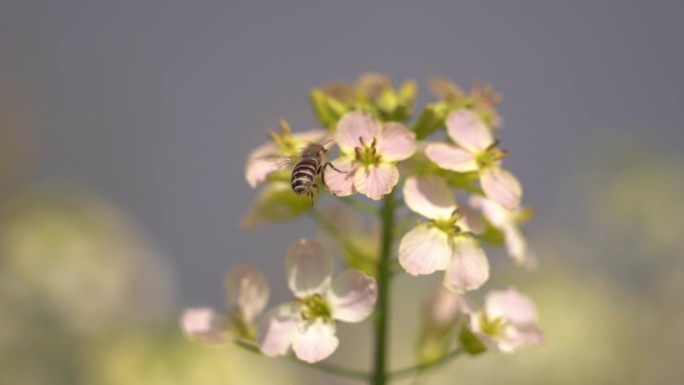 油菜花小蜜蜂