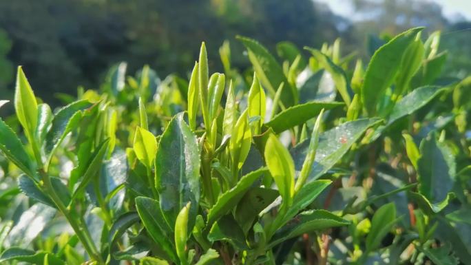 茶叶 茶心  春茶  绿色  绿色植物