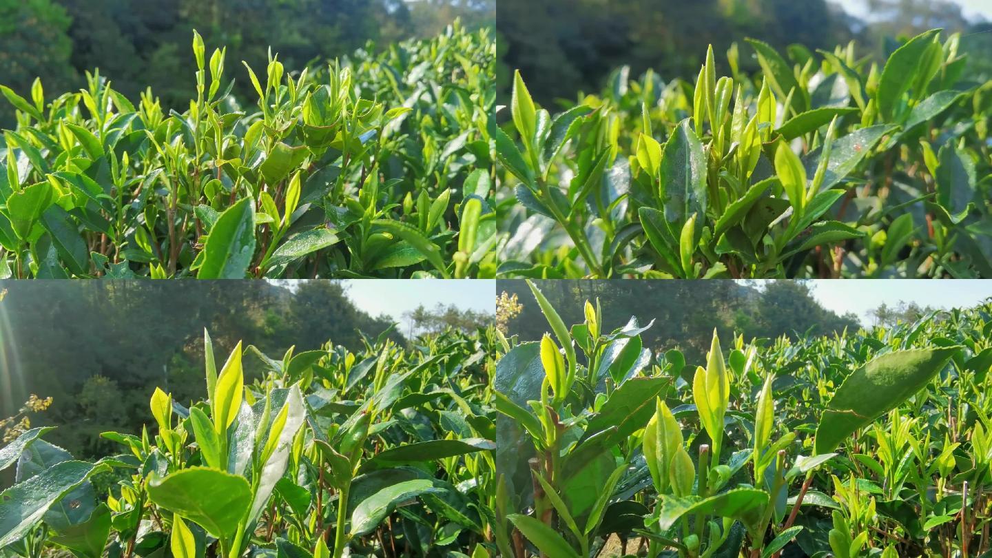 茶叶 茶心  春茶  绿色  绿色植物