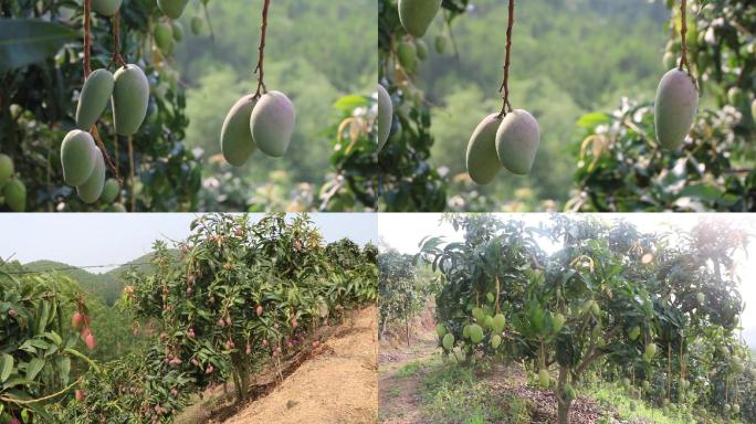 升格芒种植果园、营销广告宣传素材