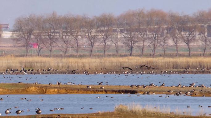 武汉府河湿地的候鸟