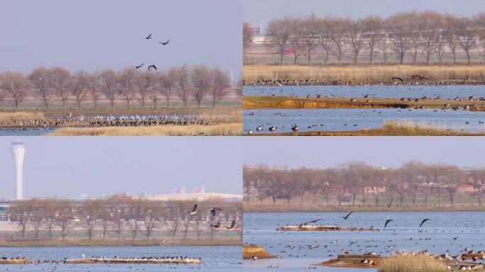武汉府河湿地的候鸟