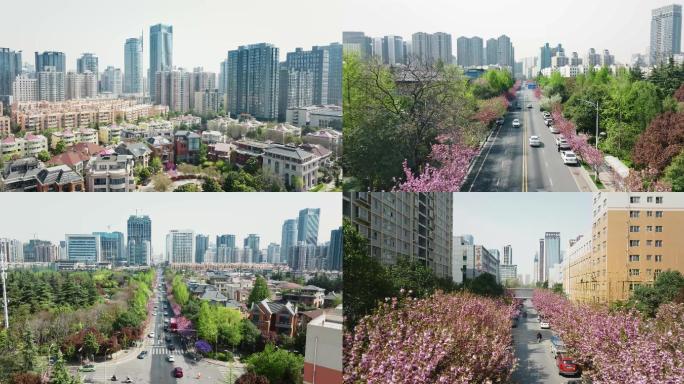 西安城市春天开满樱花的街道