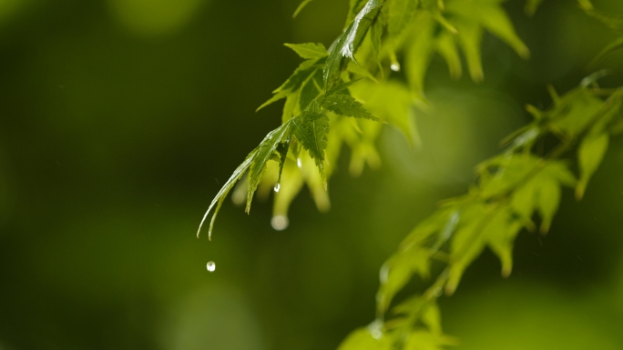 清明春雨雨季下雨意境空镜