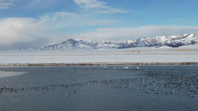 新疆赛里木湖野鸭子