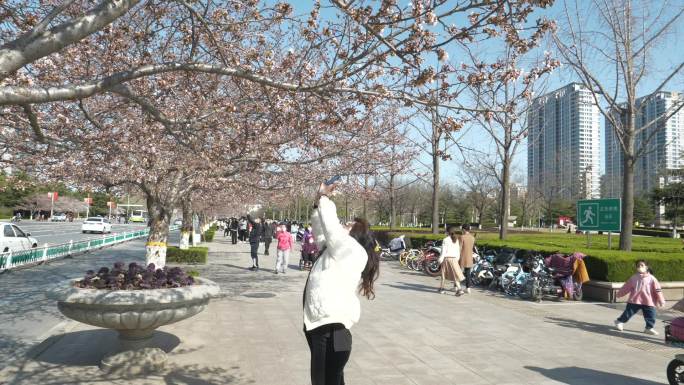 疫情下游客踏春赏樱花游玩 人流拍摄