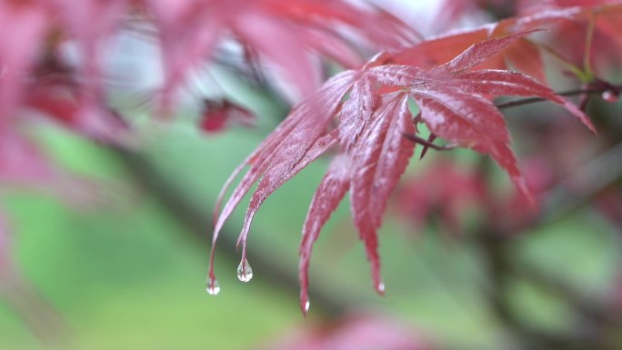 雨中红枫叶