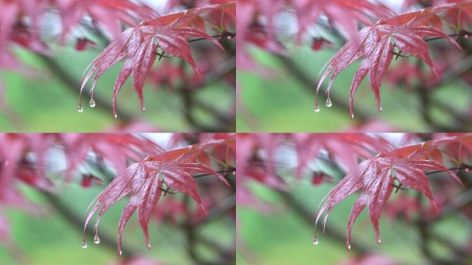 雨中红枫叶