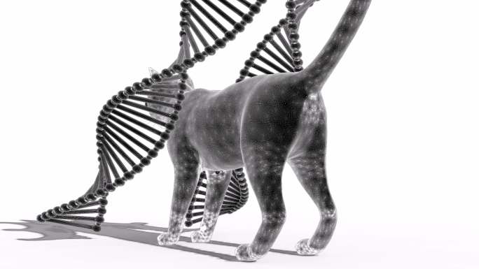 机器猫和DNA动画