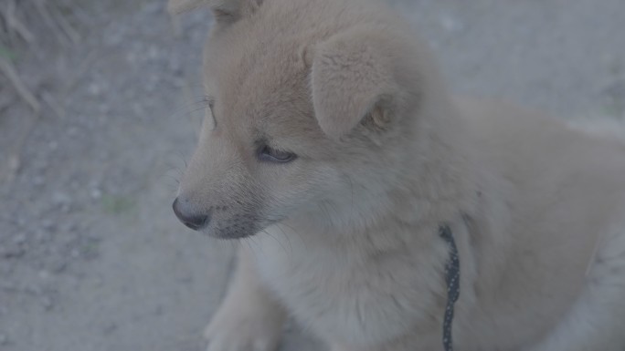 农村小黄狗土狗+未调色