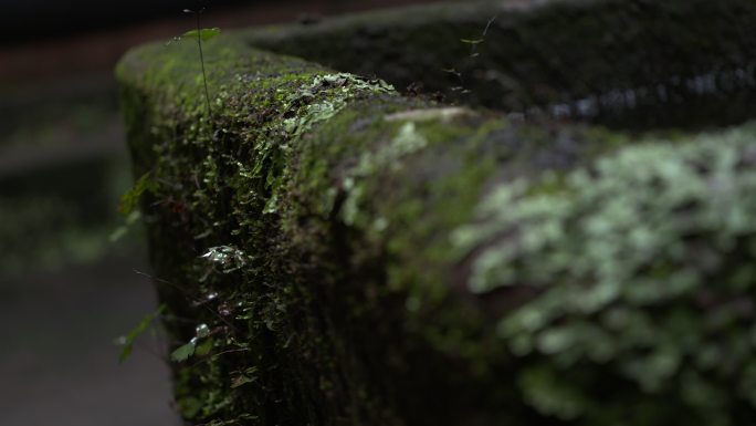 青苔 水池 水草