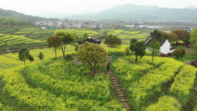 东阳湖溪象田油菜花海风光4K航拍