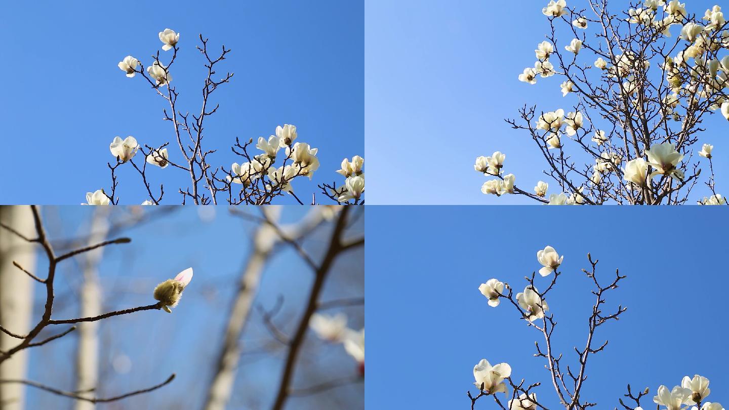 春天盛开的白玉兰花