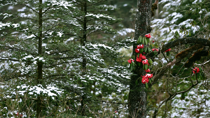 春雪覆盖艳丽高山杜鹃花自然意境