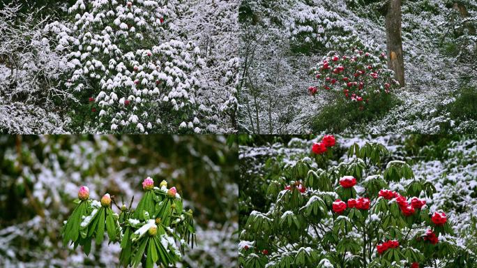 春雪覆盖艳丽高山杜鹃花自然意境