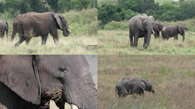东非动物迁徙 — 非洲象 4K