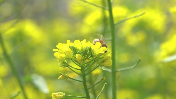 油菜花上的蜜蜂